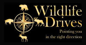 Wildlife Drives